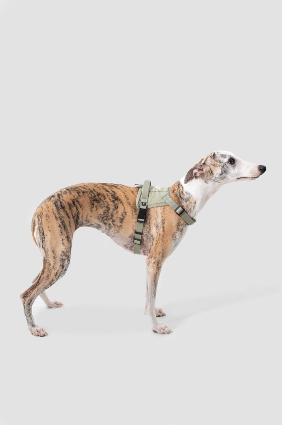 Momopets™ Valley Series – Quick-Fit Anti-Pull Dog Harness