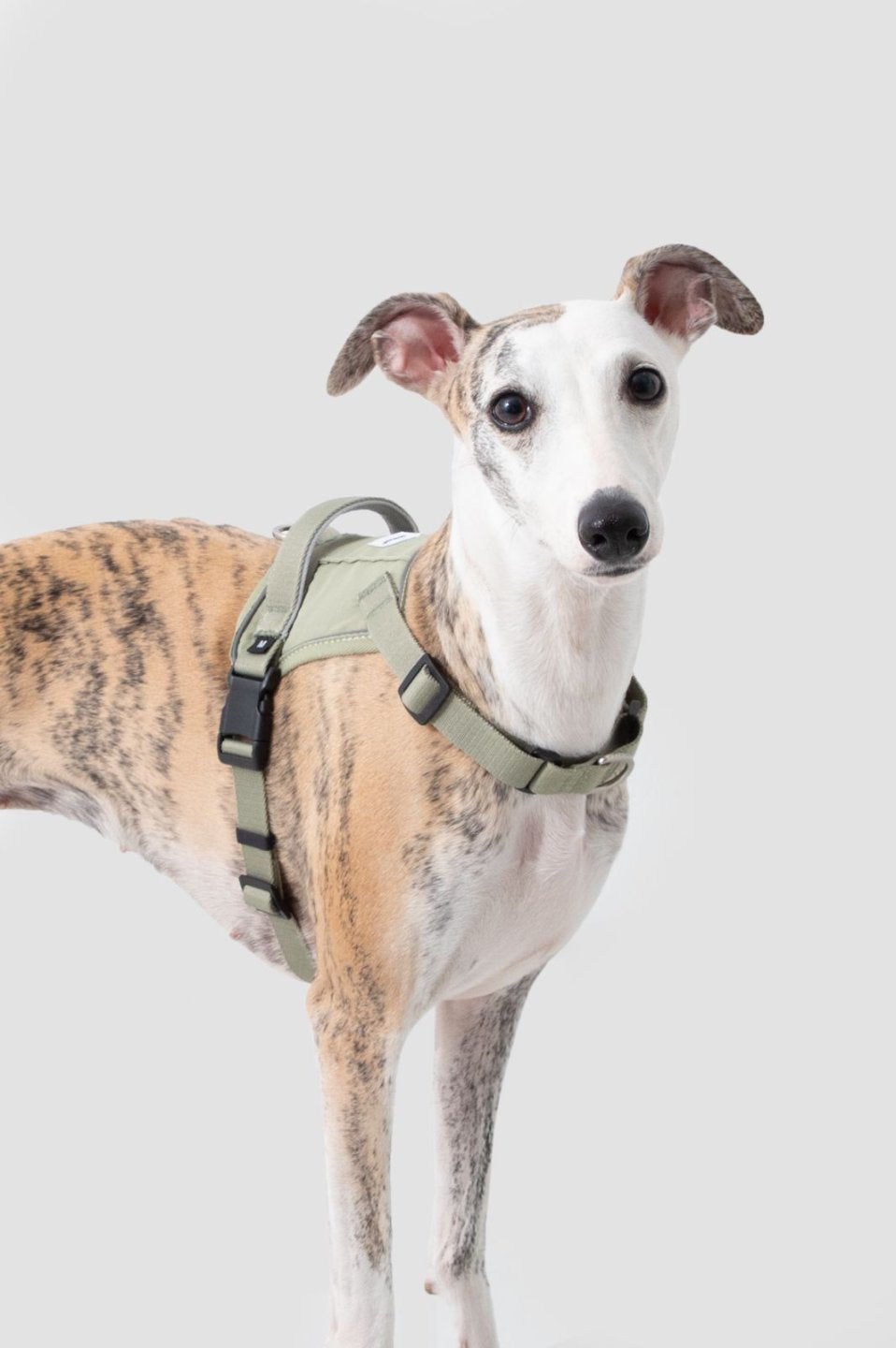 Momopets™ Valley Series – Quick-Fit Anti-Pull Dog Harness