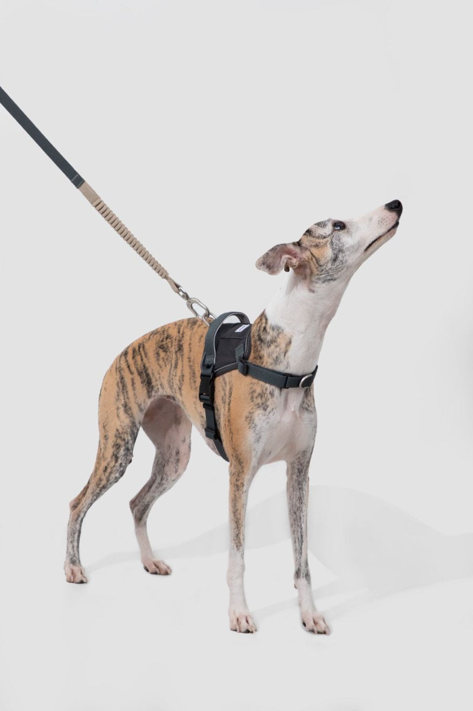 Momopets™ Valley Series – Quick-Fit Anti-Pull Dog Harness