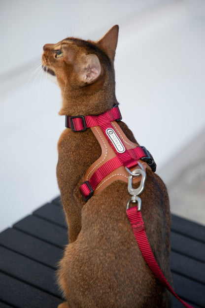 Momopets™ BOBO Series – Premium Cat Leather H-Harness Set