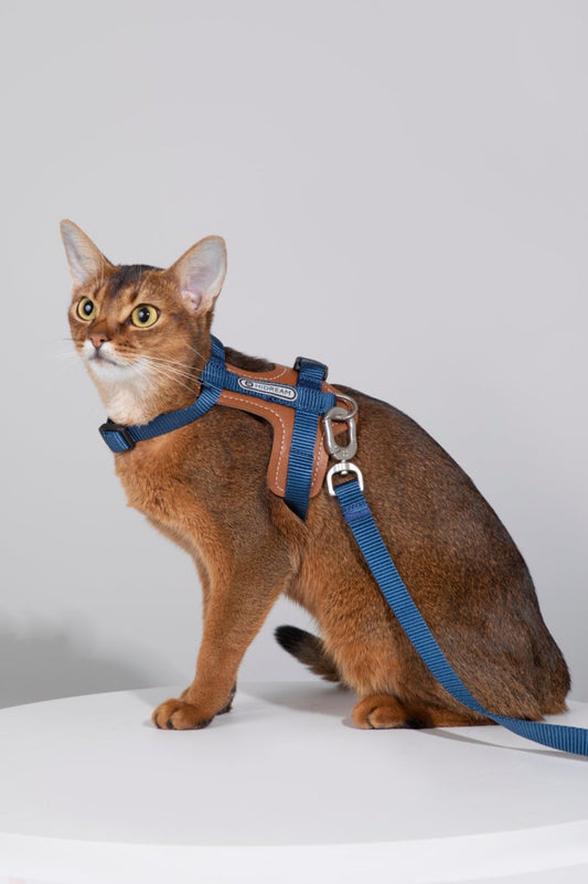 Momopets™ BOBO Series – Premium Cat Leather H-Harness Set
