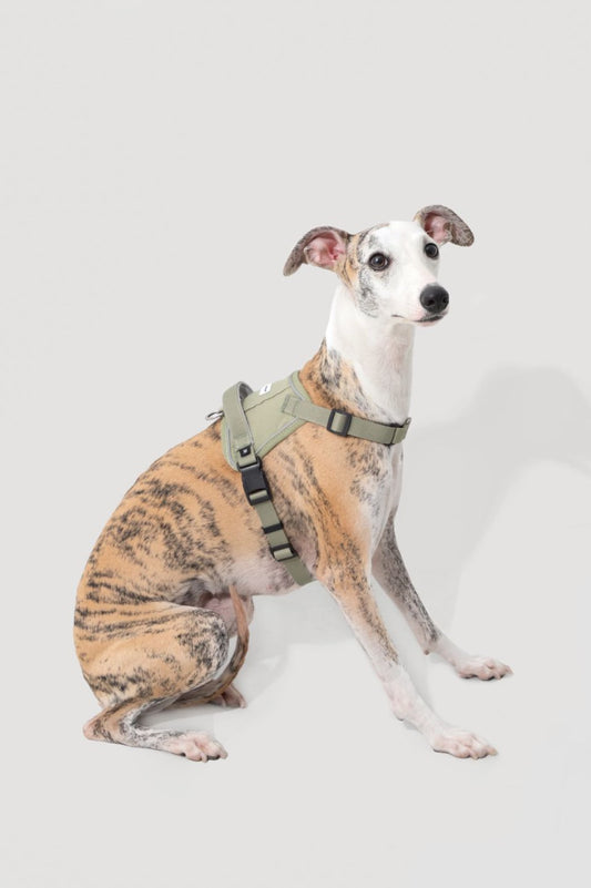 Momopets™ Valley Series – Quick-Fit Anti-Pull Dog Harness