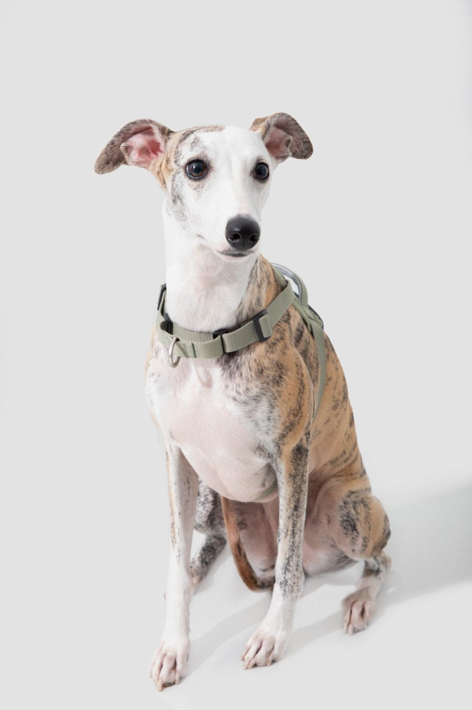 Momopets™ Valley Series – Quick-Fit Anti-Pull Dog Harness