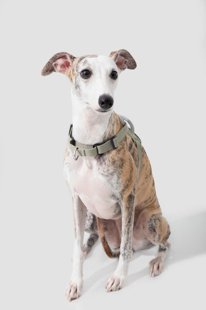 Momopets™ Valley Series – Quick-Fit Anti-Pull Dog Harness