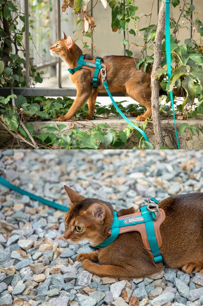 Momopets™ BOBO Series – Premium Cat Leather H-Harness Set