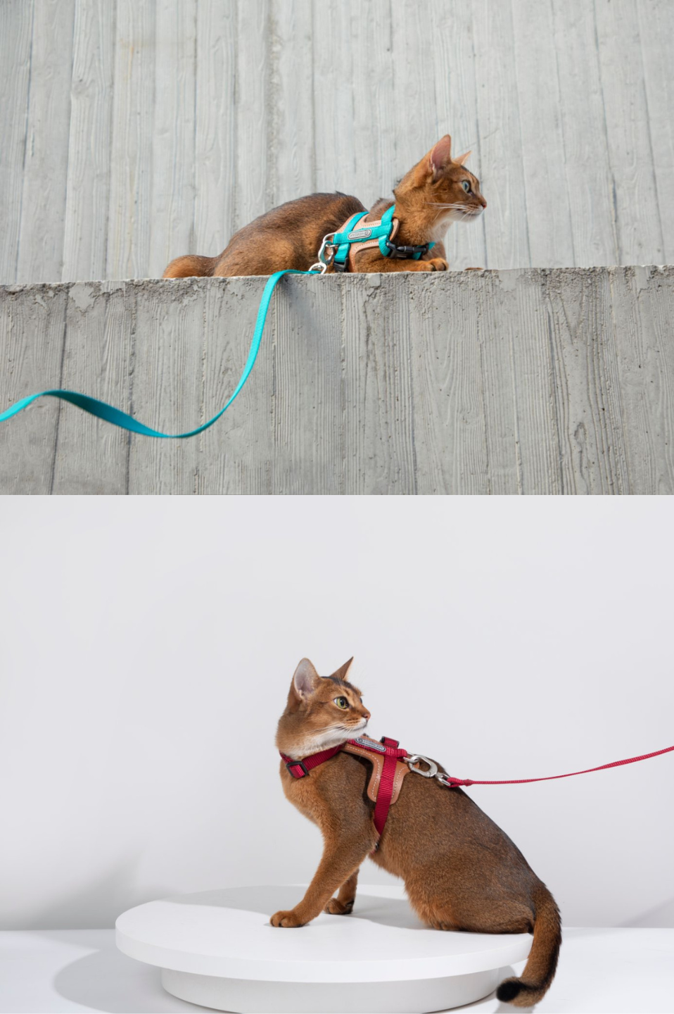 Momopets™ BOBO Series – Premium Cat Leather H-Harness Set