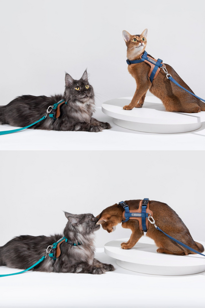 Momopets™ BOBO Series – Premium Cat Leather H-Harness Set