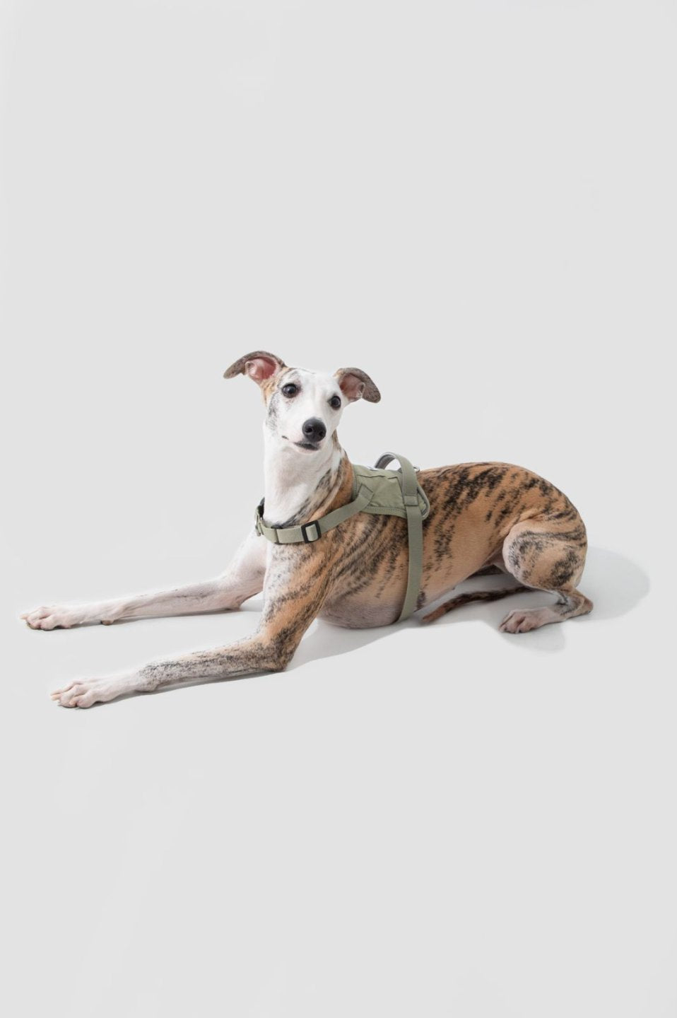 Momopets™ Valley Series – Quick-Fit Anti-Pull Dog Harness