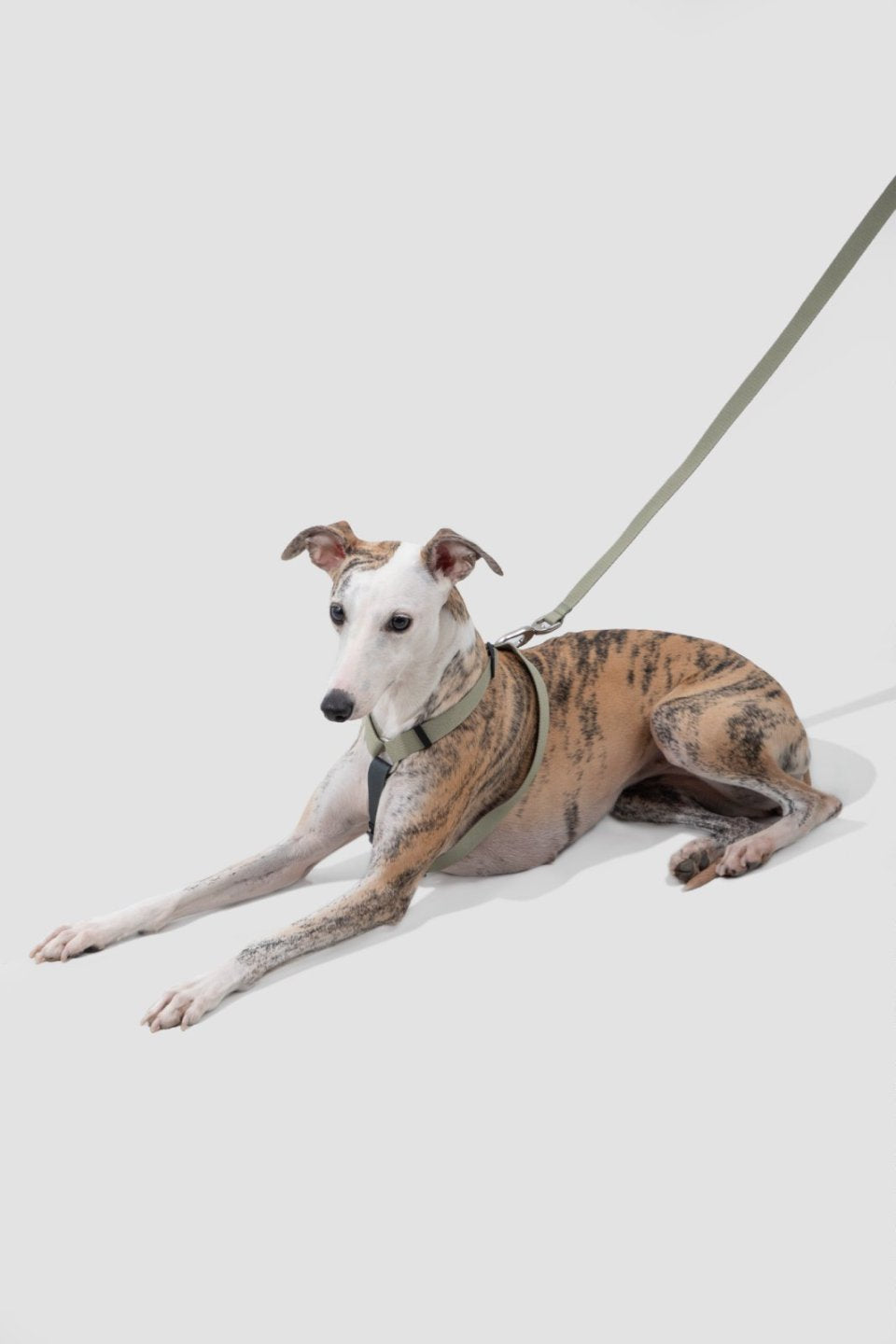 Momopets™ – Ultra-Light H-Style Dog Harness & Leash Set