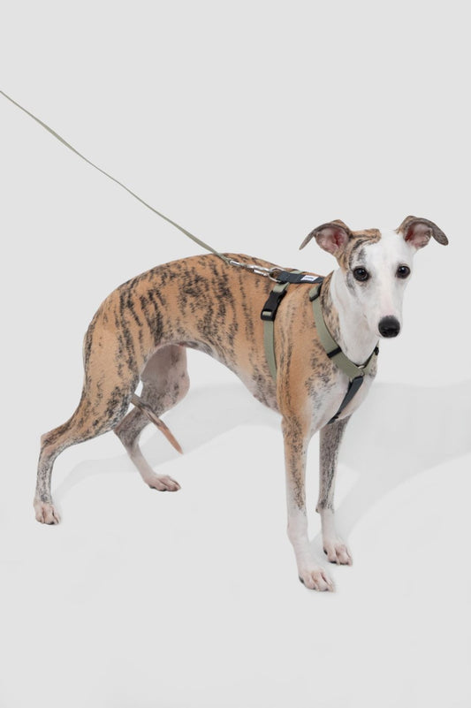 Momopets™ – Ultra-Light H-Style Dog Harness & Leash Set