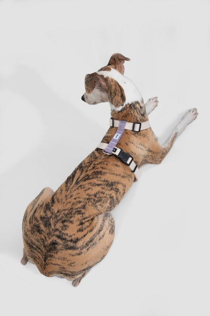 Momopets™ – Ultra-Light H-Style Dog Harness & Leash Set