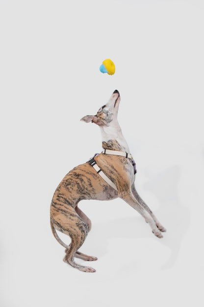 Momopets™ – Ultra-Light H-Style Dog Harness & Leash Set